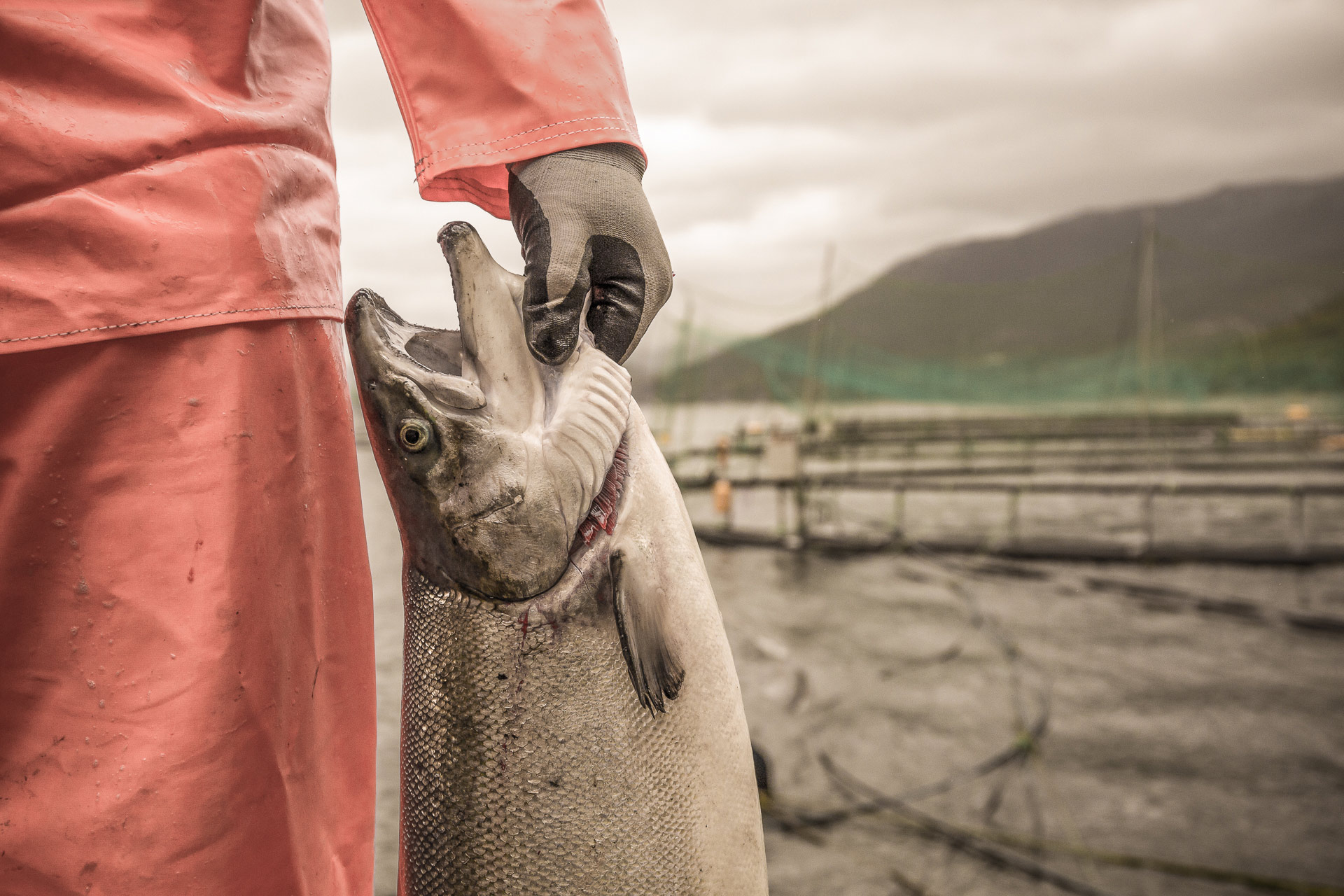 Fisker holder fersk laks ved fiskefarm i Norge, med grønne fjell i bakgrunnen.