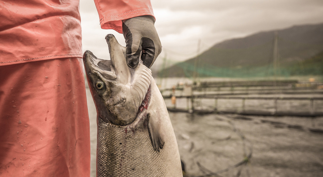 Person i oransje regntøy holder en stor laks ved en fiskeoppdrettsanlegg