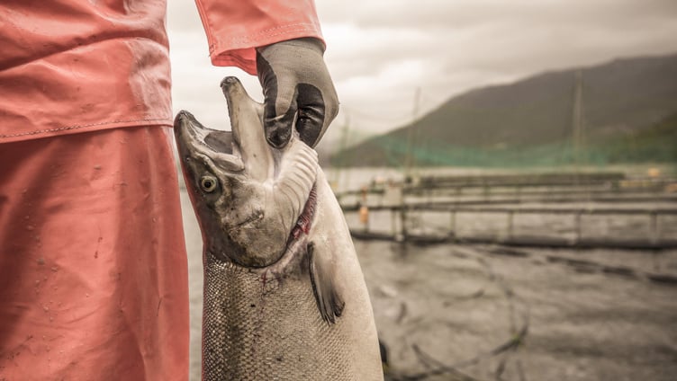 Person i oransje regntøy holder en stor laks ved en fiskeoppdrettsanlegg