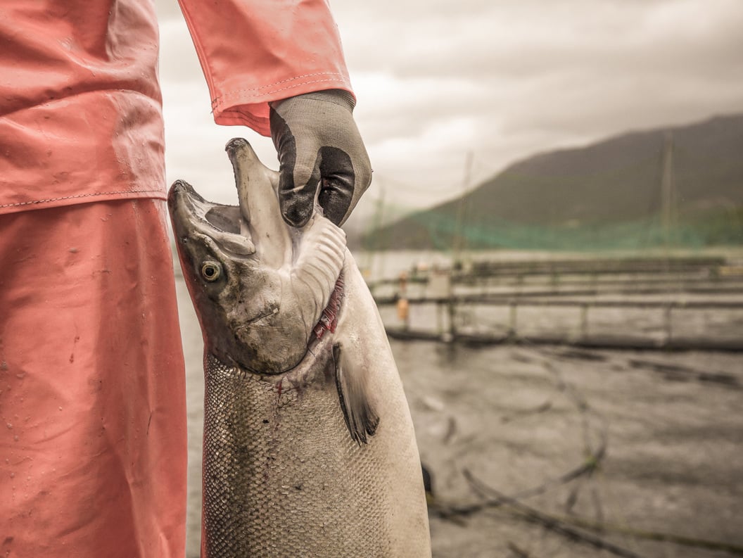 Person i lakseoppdrett holder fersk laks ved merdene på en overskyet dag i fjordlandskapet.