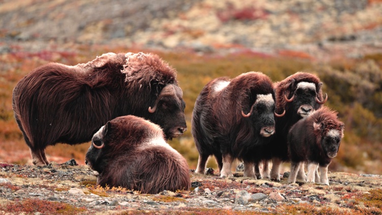 Flokk med moskusokser som beiter i et røft tundralandskap om høsten med rike, jordfargede nyanser