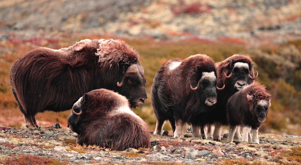 Flokk med moskusokser som beiter i et røft tundralandskap om høsten med rike, jordfargede nyanser